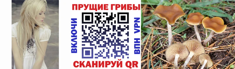 Псилоцибиновые грибы Magic Shrooms Сясьстрой